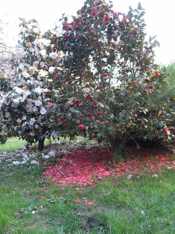 B&B Casa Passito Pavone Canavese Exterior photo